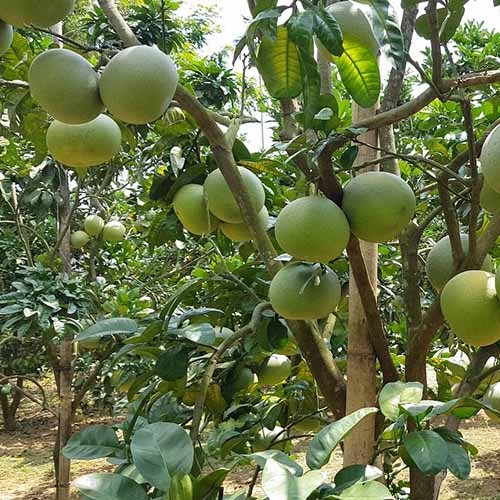 3 cây giống bưởi đương siêu ngọt - C010