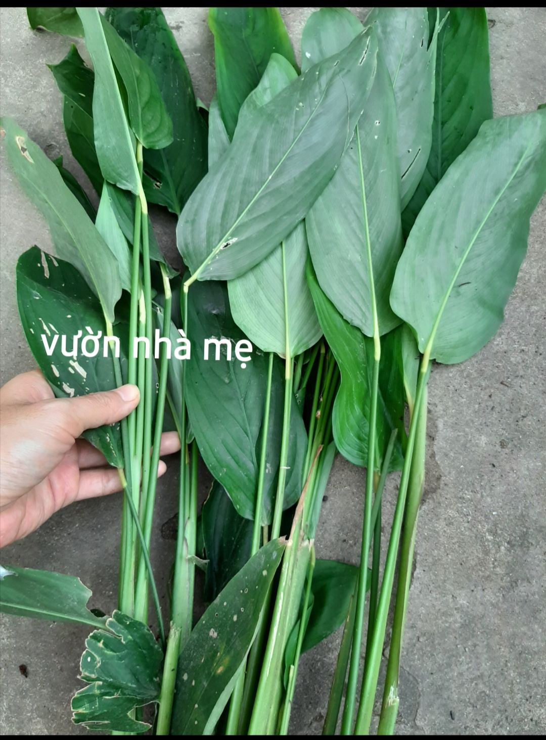 cây giống củ bình tinh ( lùn dài) để trồng lấy củ