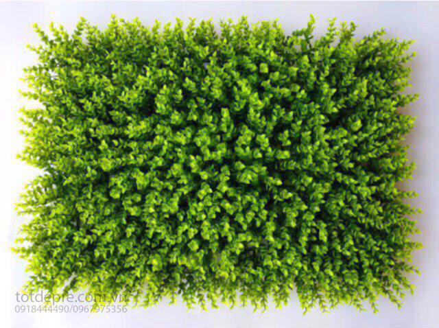 Thảm cỏ tai chuột (60x40)