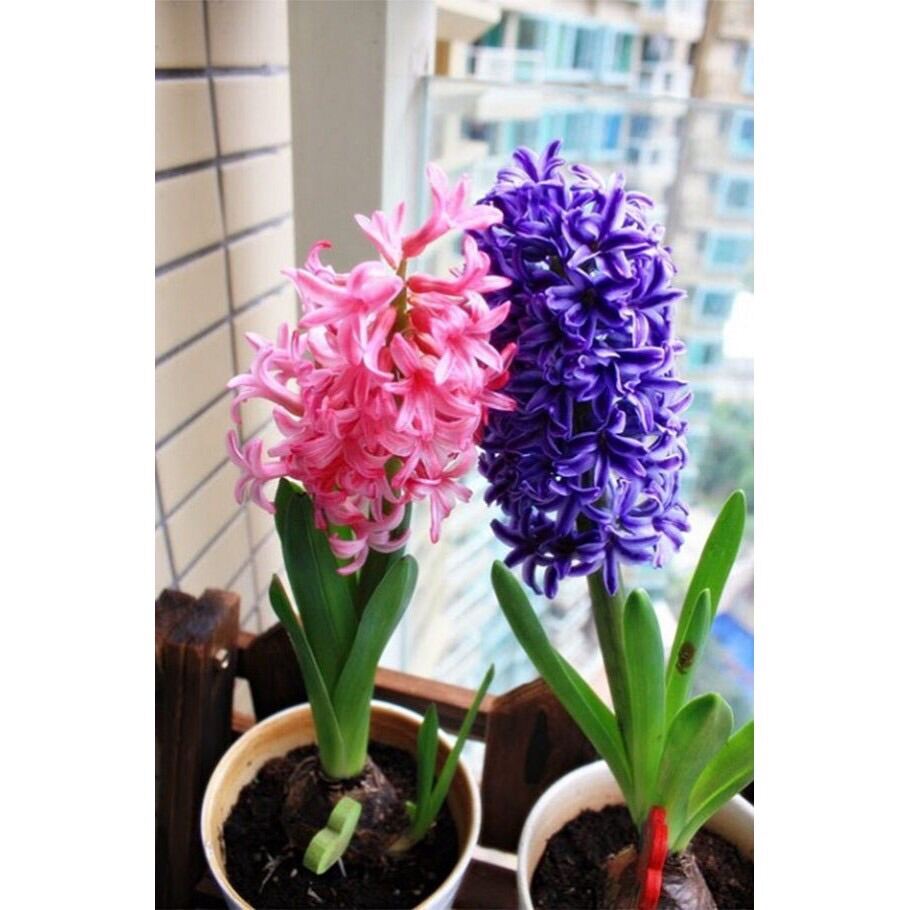 Củ hoa tiên ông giá sỉ 7k(set 5 củ)