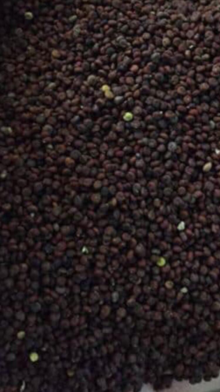 1Kg Hạt Mần Ri Hoa Vàng