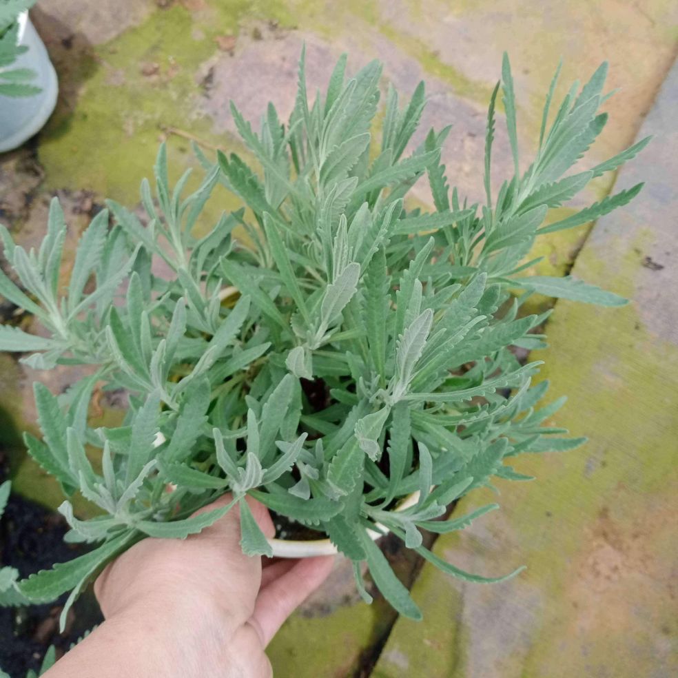 Cây hoa Oải hương Lavender - chậu lớn
