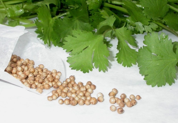 Hạt giống ngò rí hạt giống rau mùi 20g-50g-100g giá rẻ