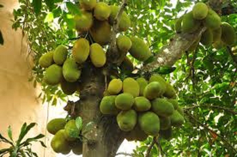 CÂY GIỐNG MÍT TỨ QUÝ DA XANH