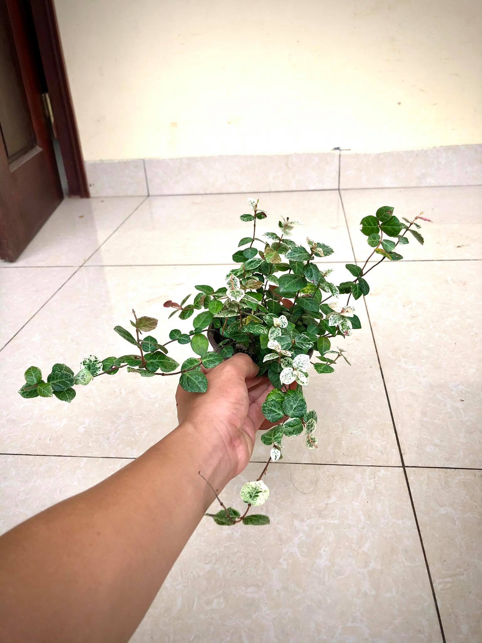 Cây vảy ốc - cây thằn lằn cẩm thạch (cây leo tường)