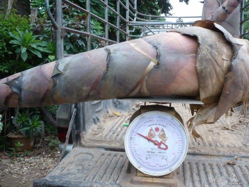 Cây giống tre Thái Lan khổng lồ