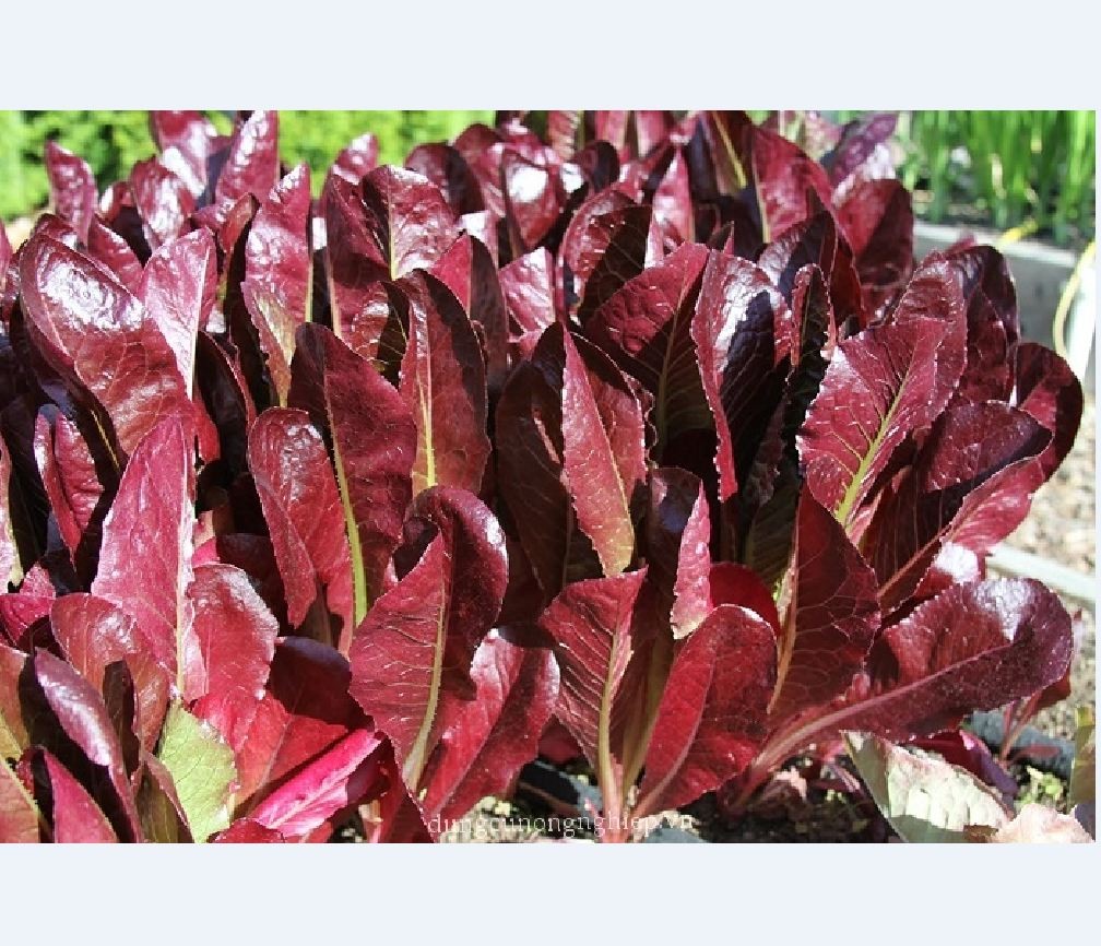 Hạt giống xà lách romaine đỏ - 0,2gr/gói