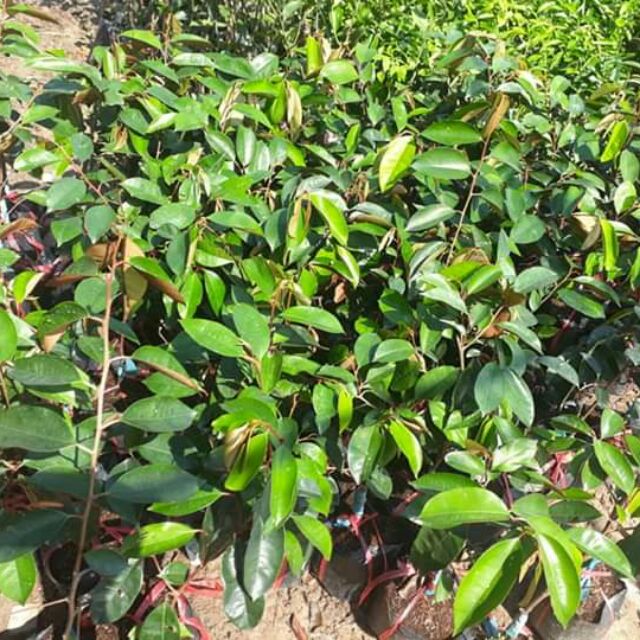 CÂY GIỐNG VÚ SỮA TÍM