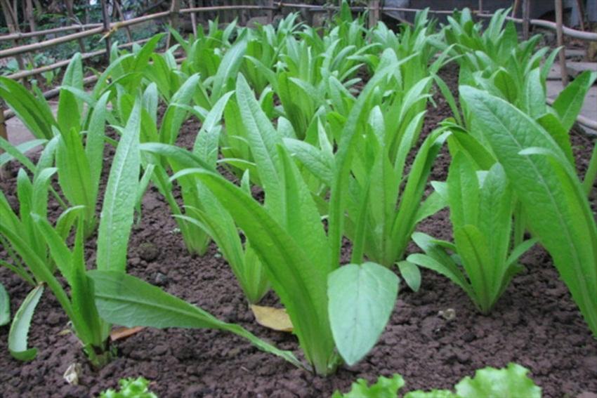 500 Hạt giống RAU DIẾP THƠM