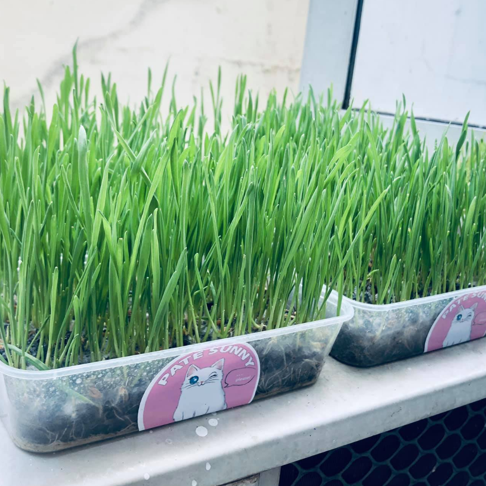 Combo đất dinh dưỡng trồng cây trồng lúa mạch