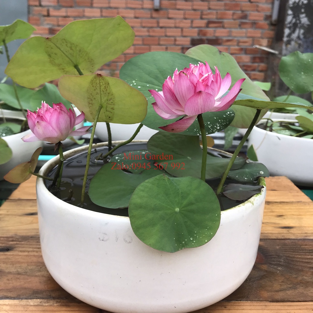 Củ Giống Hoa Sen Mini Nhật Butterfly