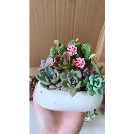 Chậu Sen Đá Tiểu Cảnh
