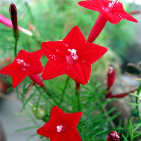Hạt Giống Hoa Tóc Tiên (Dây Leo) - 0.5g