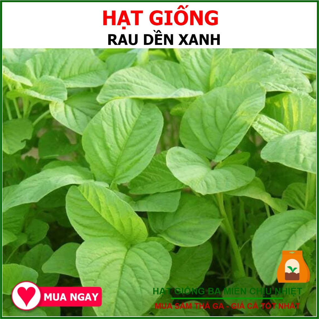 Hạt giống rau dền xanh lá tròn rạng đông