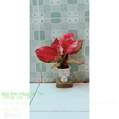 Vạn lộc hồng thuỷ sinh