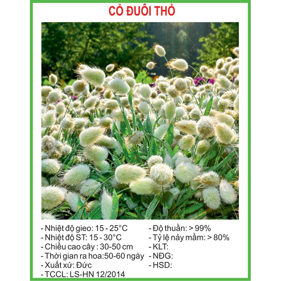 hạt giống cỏ đuôi thỏ 100 hạt (golden seed)