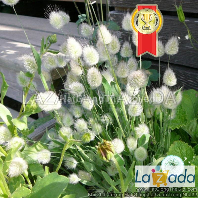 100h Hạt Giống Cỏ Đuôi Thỏ (C6.202| -KD: B19*V51*M006)