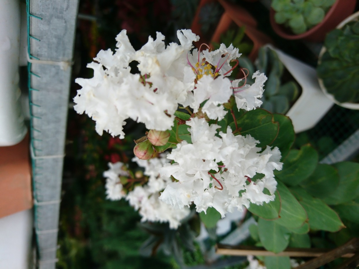 Cây hoa tường vi đỏ - TƯỜNG VY HUYẾT LONG