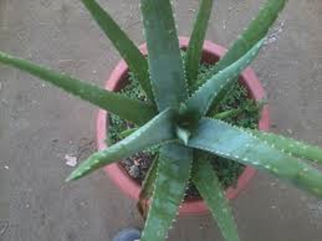 CÂY GIỐNG NHA ĐAM MỸ