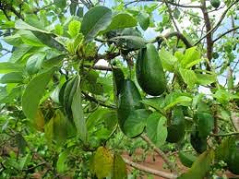 CÂY GIỐNG BƠ SÁP XANH SIÊU NGON SIÊU QUẢ- CAM KÊT GIỐNG CHUẨN F1