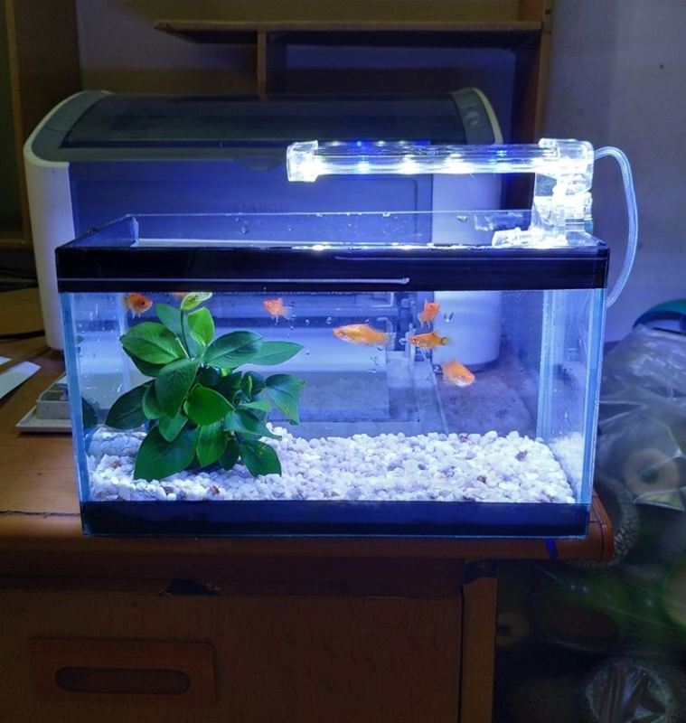 Bể cá mini 24 cm với 4 món (bể, sỏi nền, đèn led D10, cây ráy thủy sinh)