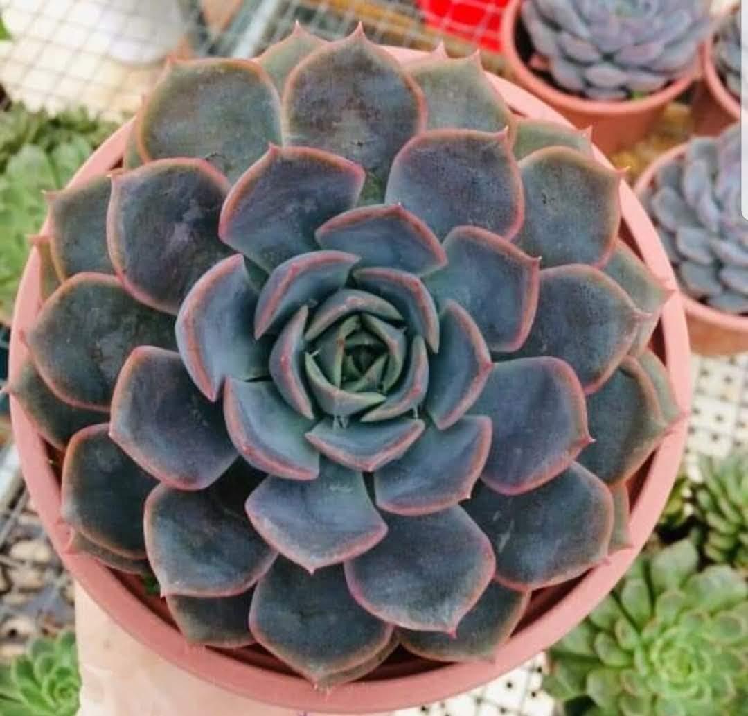 SEN ĐÁ - NHIỀU MẪU - SIZE TO