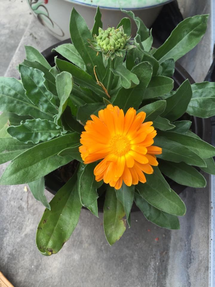 Hạt Giống Hoa Cúc ZINNIA Thấp Cây 50 hạt