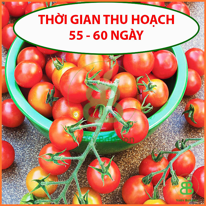 Hạt Giống Cà Chua Bi Đỏ Lùn 0,1G