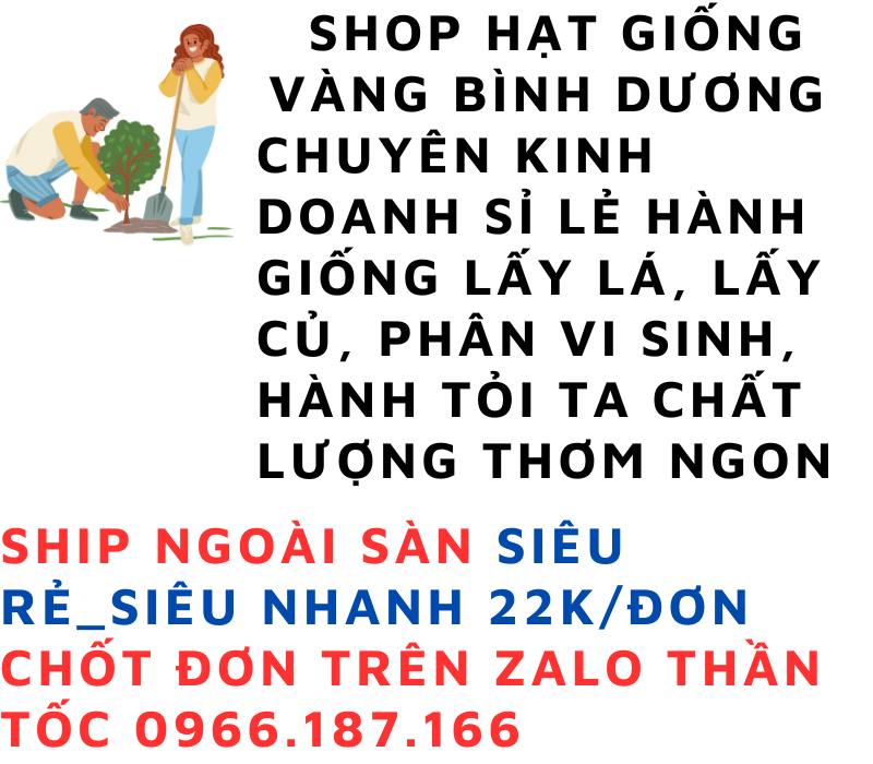 (SALE OFF)Hành bắc củ chắc mẩy thơm ngon