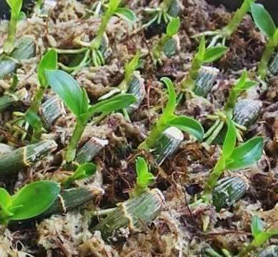 Dớn Mềm Chile - 100gr