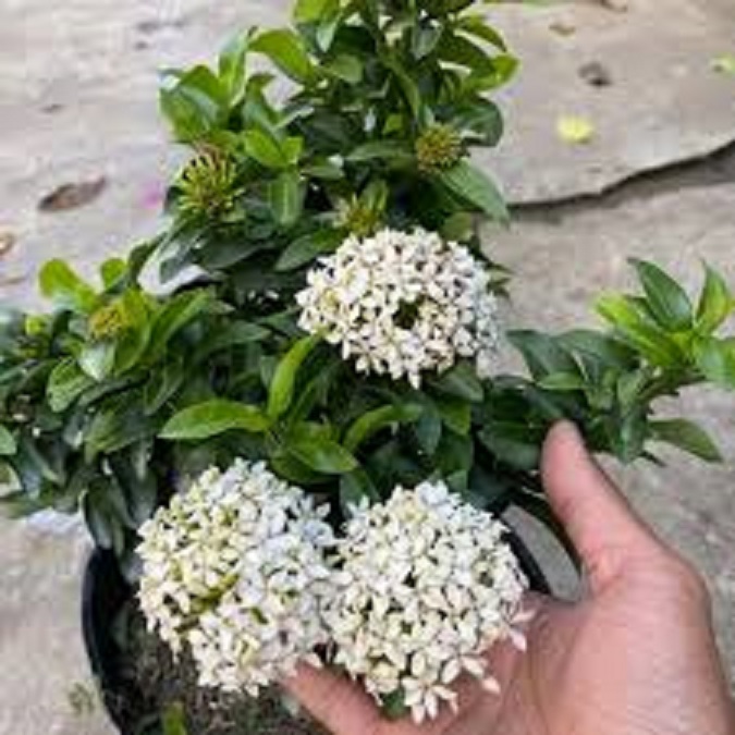 hoa mẫu đơn trắng, đơn ta