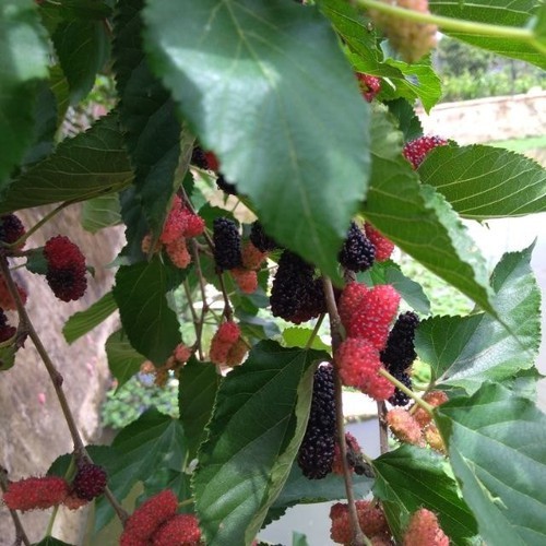 cây giống dâu tằm ăn trái (dâu ta đen )
