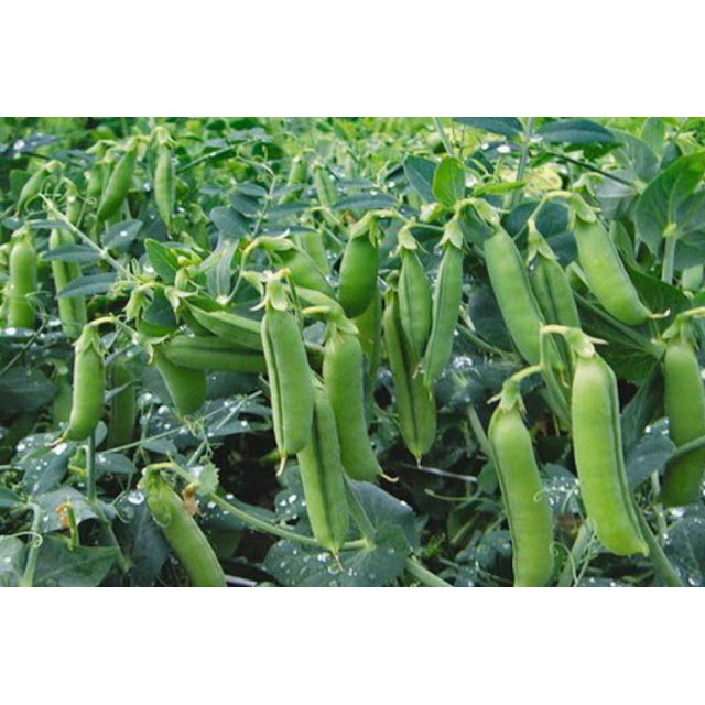 [gói 10G] HẠT GIỐNG ĐẬU HÀ LAN