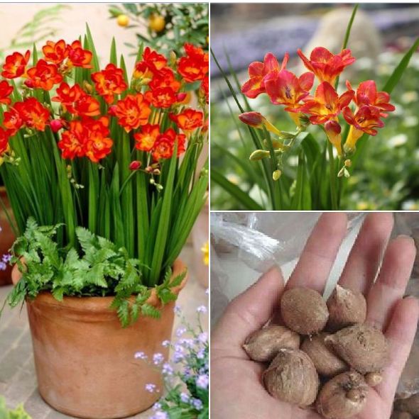 Bộ 3 Củ giống hoa lan nam phi hoa màu đỏ