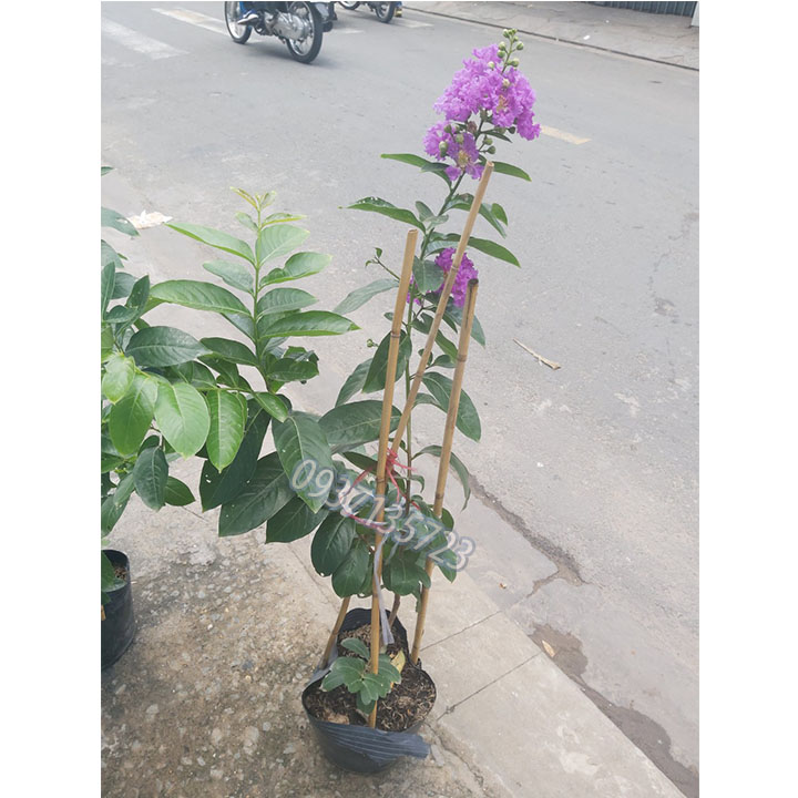 cây bằng lăng tím thái cao từ 40-60 cm