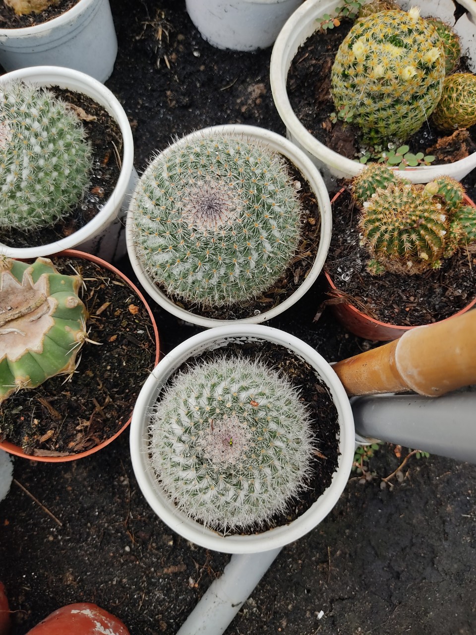 Xương rồng bánh sinh nhật (nhiều size)