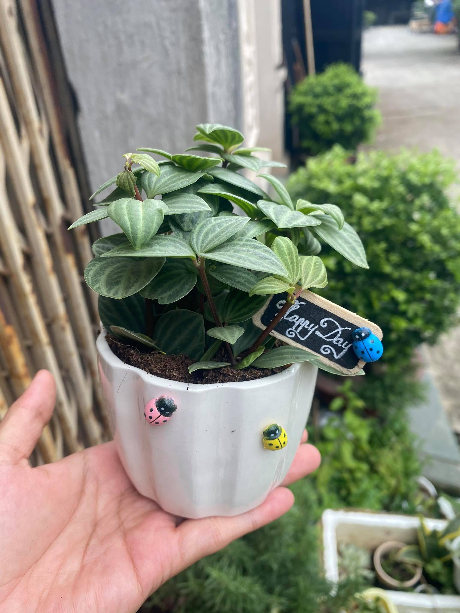 [HCM]CÂY BÌNH AN MINI