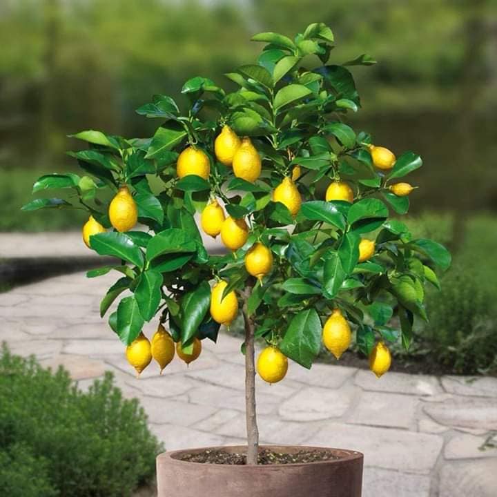 (FREESHIP Từ 50k) Cây chanh vàng mỹ chuẩn bị có quả