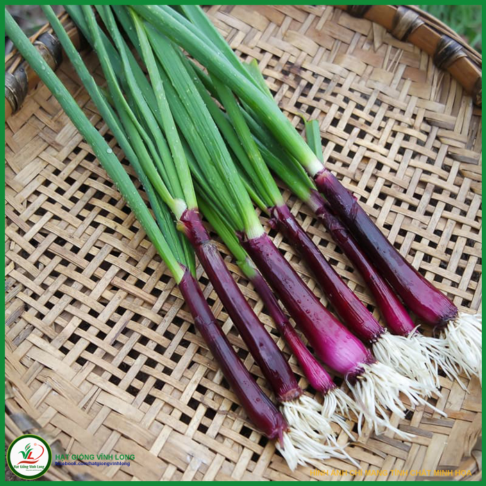 Hạt giống Hành lá gốc tím RĐ 938 - 2g