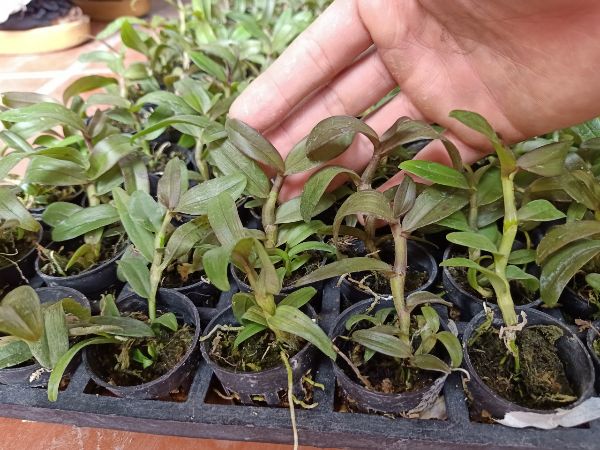 combo 2 cốc giả hạc cát bà