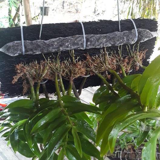 Dớn bảng ghép lan bảng dày 20x15x3