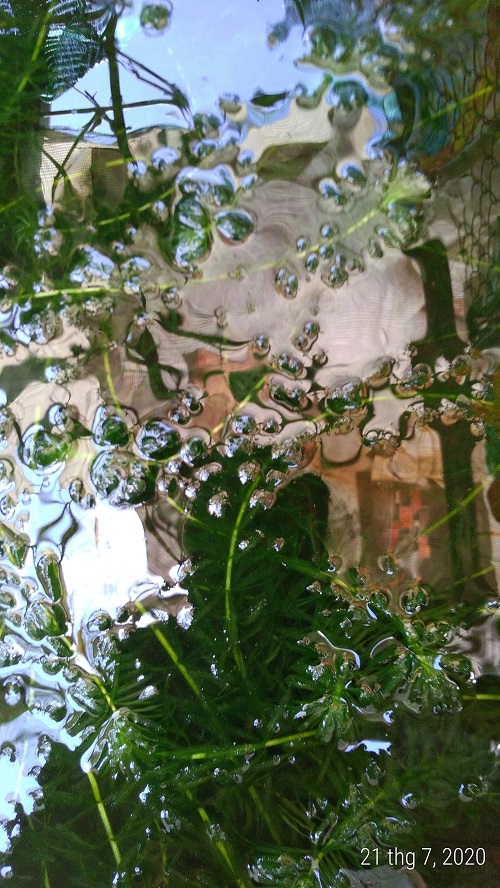 Rong đuôi chó - Cây thủy sinh (1 bó 10 đến 15 nhánh)