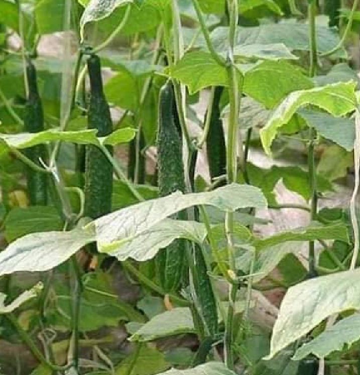 Hạt giống dưa chuột dài dưa kiếm nhật - 10 hạt.gói