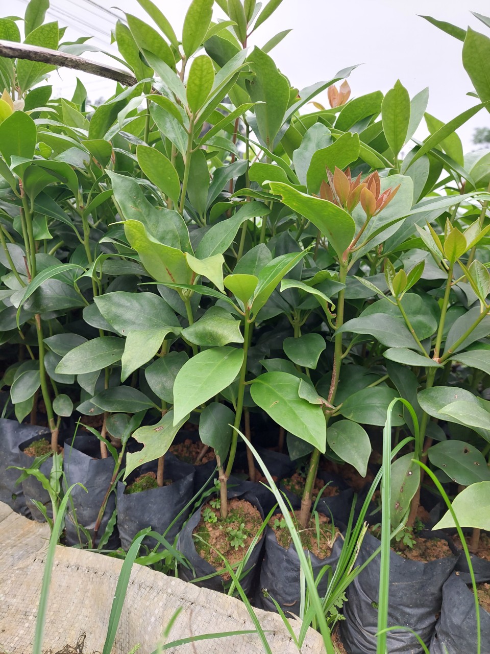 cây hồi giống (cao 40-50cm)