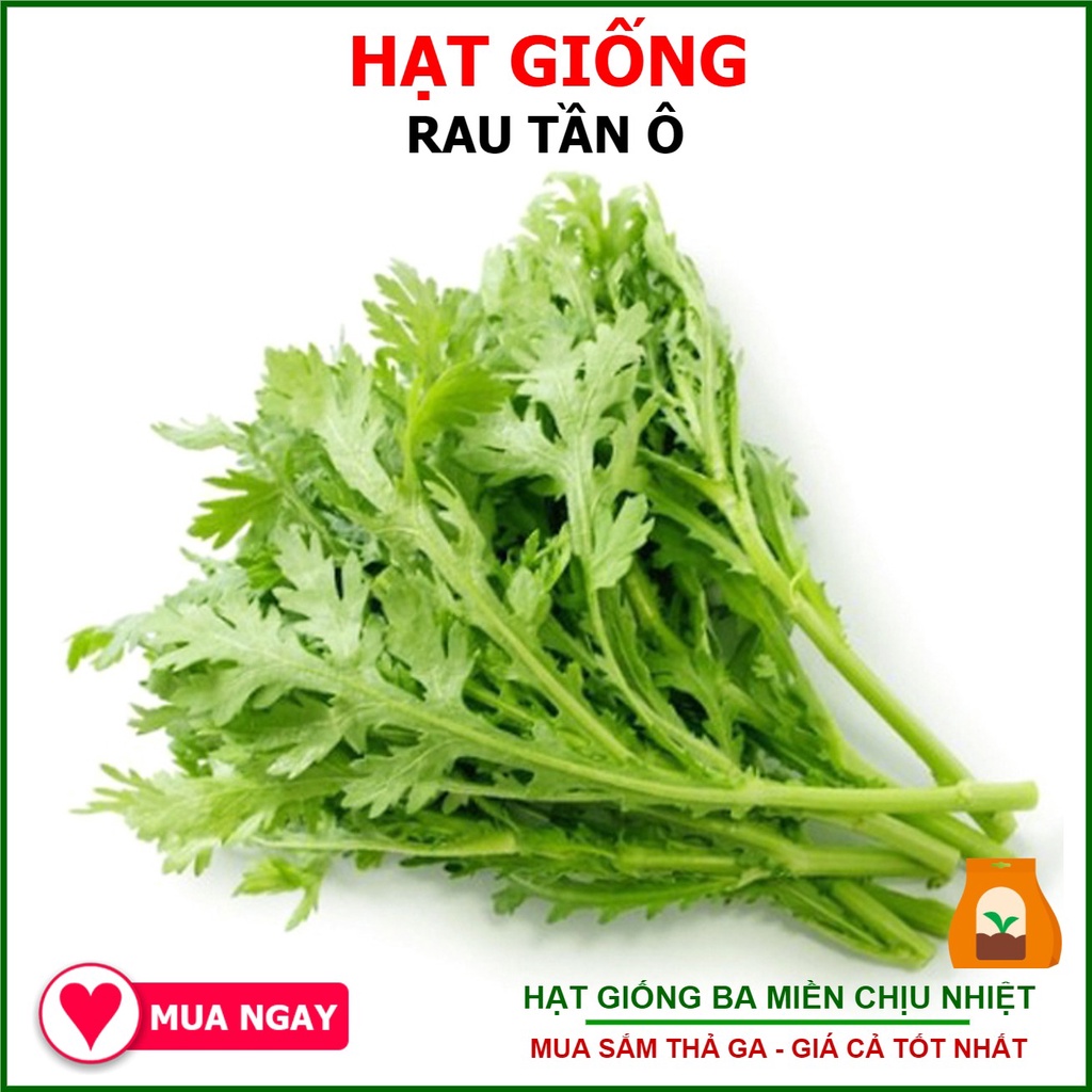 20g - hạt giống rau tần ô