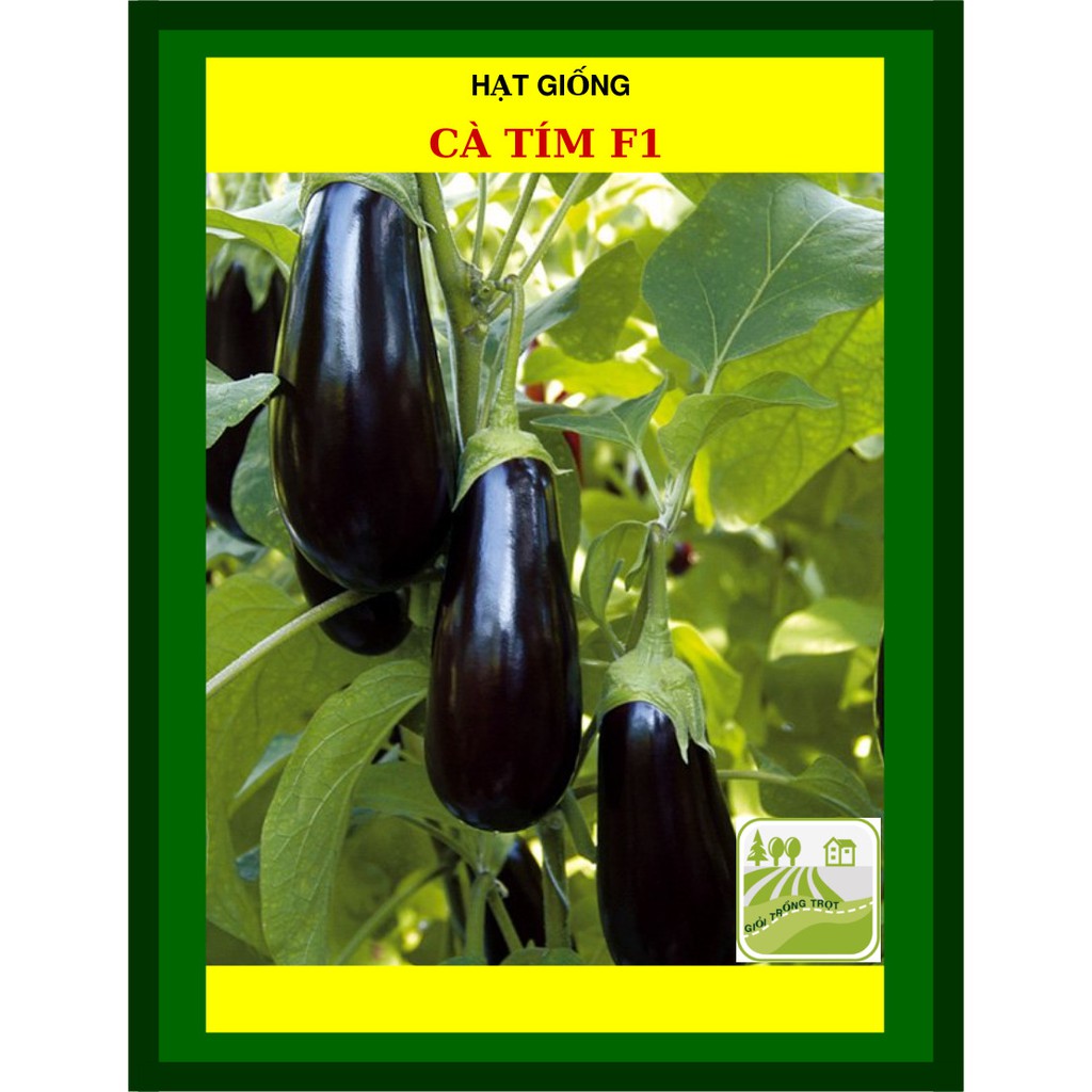 1G - Hạt Giống Cà Tím