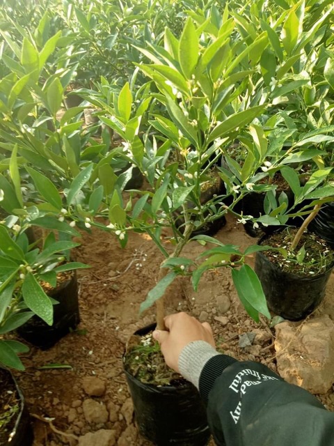 Cây giống quất ngọt đã có hoa và quả