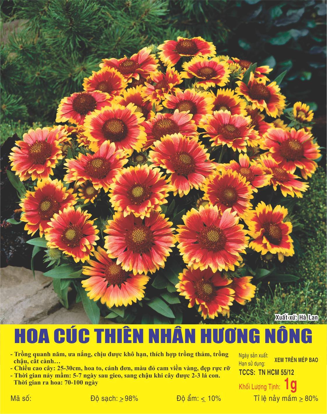 Hạt Hoa Cúc Thiên Nhân - Gói 1 Gram