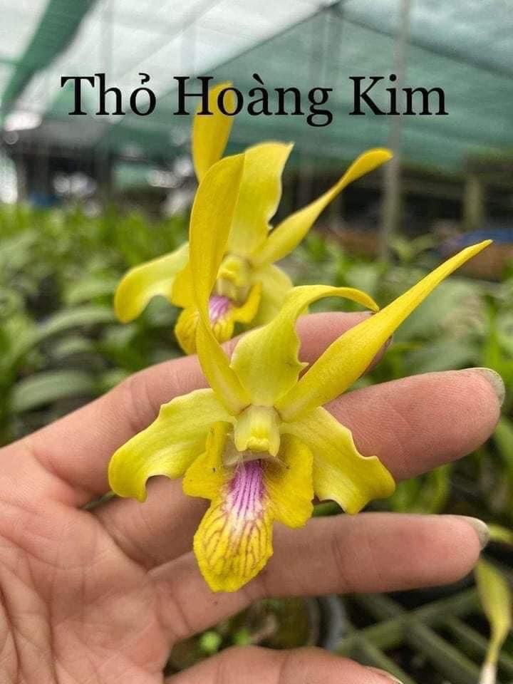Hoa lan thỏ vàng