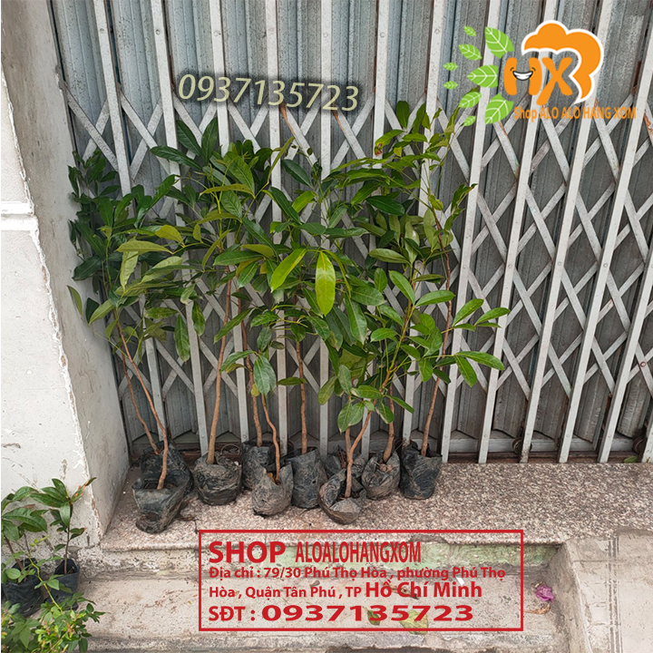 [HCM]Combo 5 cây xà cừ -cây giống
